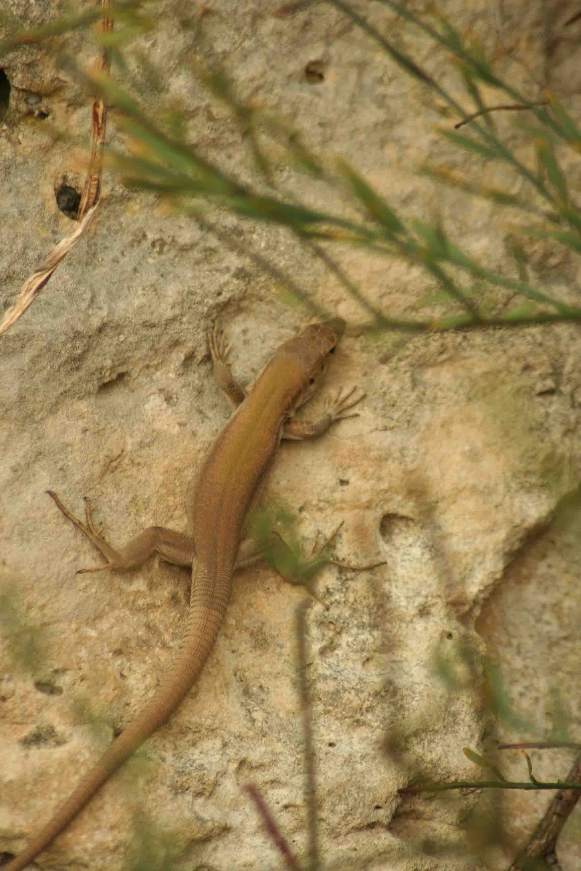 lucertola sicula